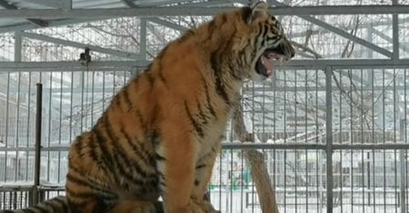 Śpiewający tygrys. Niecodzienna atrakcja w rosyjskim zoo