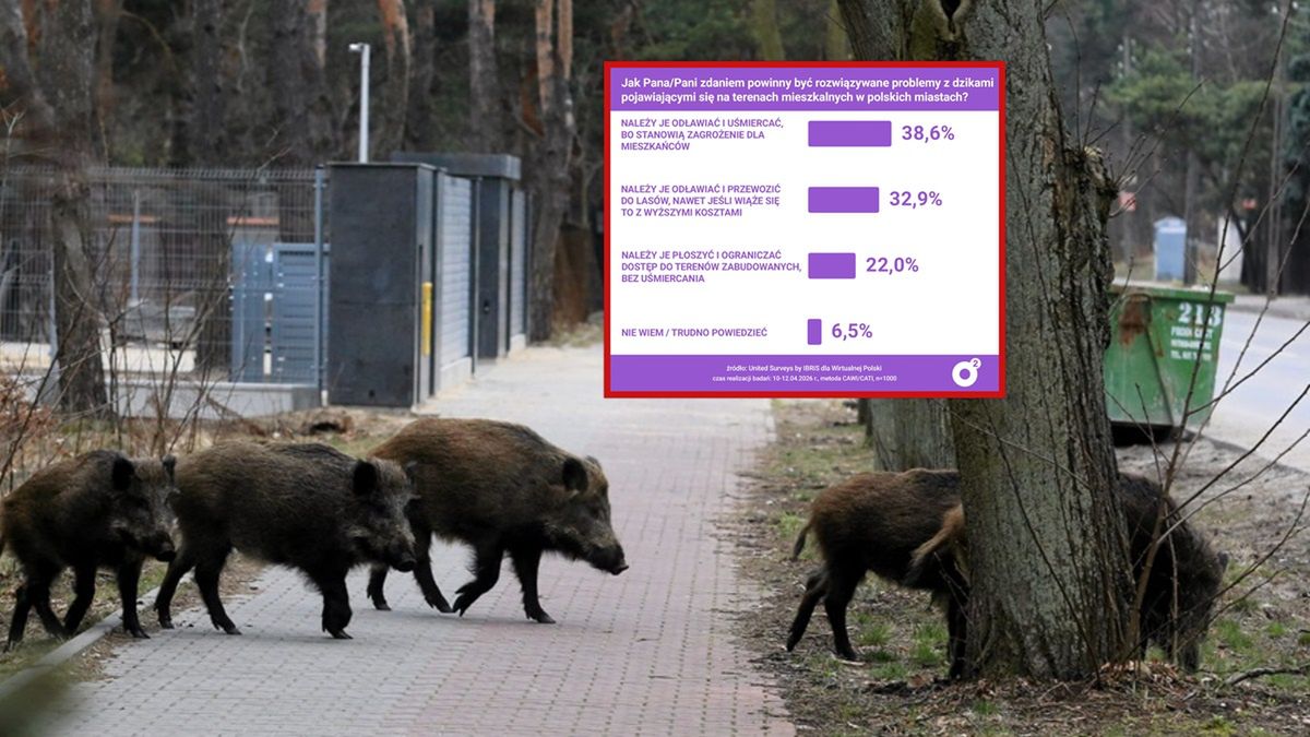 Zapytaliśmy Polaków o sytuację dzików.