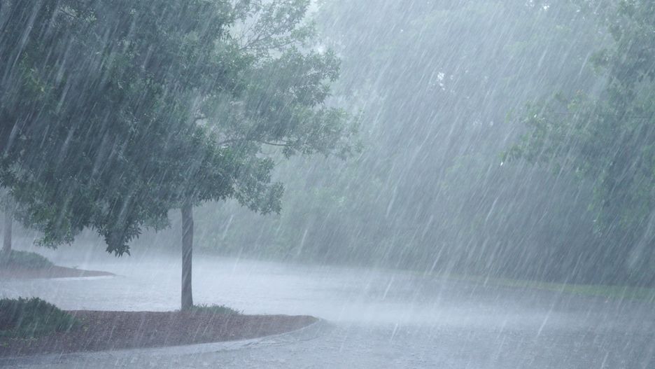 rain, storm, tree, wind, outdoor, parking lot, weather, nature, environment, climate, summer, season, green, shower, dark, branch, rainy, heavy rain, landscape, meteorology, water