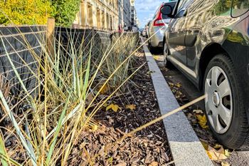 Poznań: Jesienne nasadzenia. Wilda, Antoninek i Zieliniec zyskają nowe drzewa i krzewy