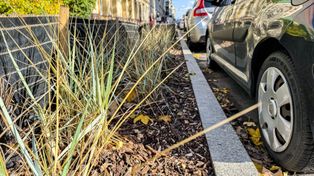 Poznań: Jesienne nasadzenia. Wilda, Antoninek i Zieliniec zyskają nowe drzewa i krzewy