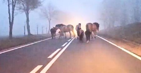 Wystraszyły się fajerwerków. Konie biegały po drodze w gęstej mgle