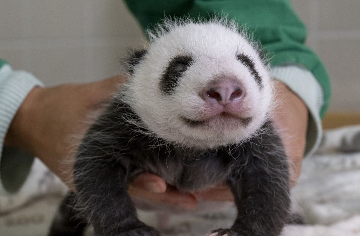 Berlin Zoo welcomes internet sensations: Newborn panda twins