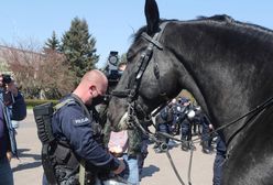 Walczą o policyjną "emeryturę" dla konia. Blue Baker służył przez kilkanaście lat