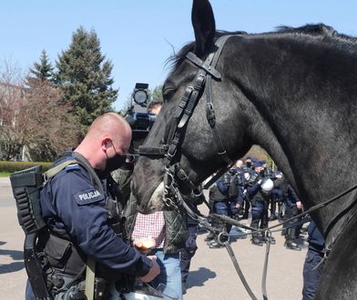 Walczą o policyjną "emeryturę" dla konia. Blue Baker służył przez kilkanaście lat