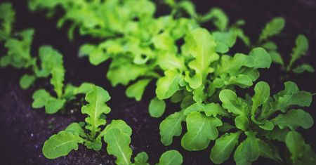 Superfood z balkonu. Te warzywa zbierzesz już po 30 dniach od wysiania