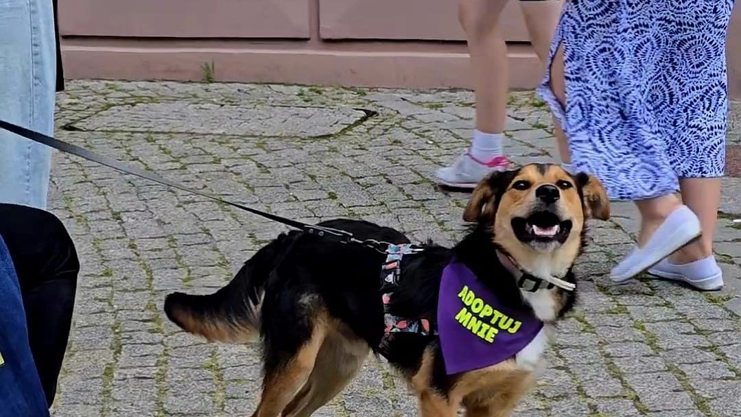 Spacer adopciaka
