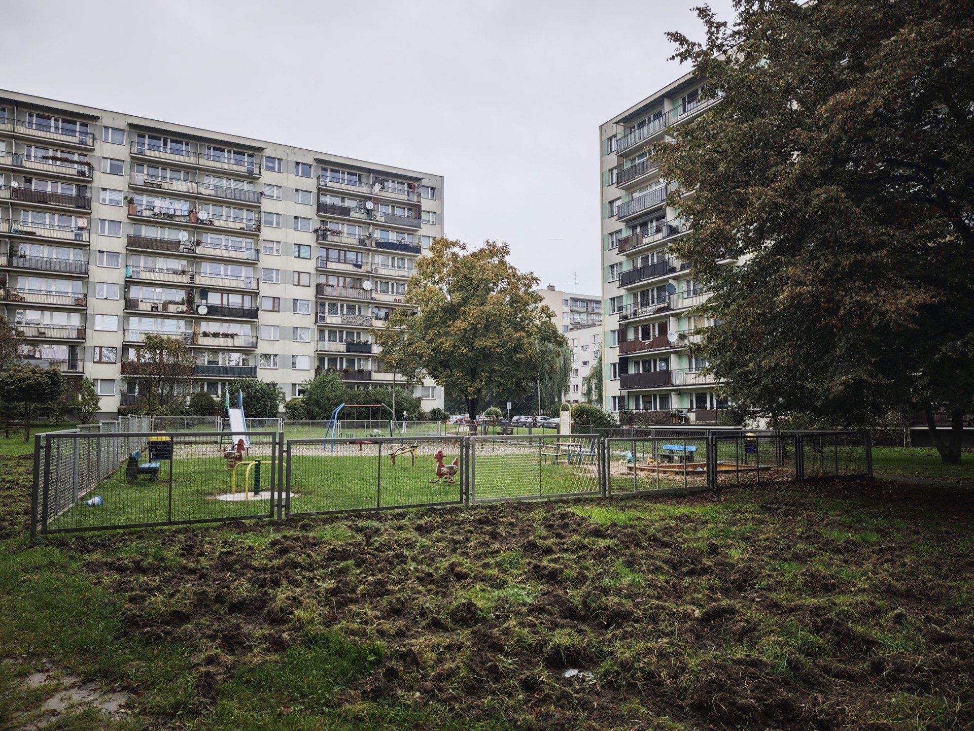 Dziki grasują w centrum Chrzanowa