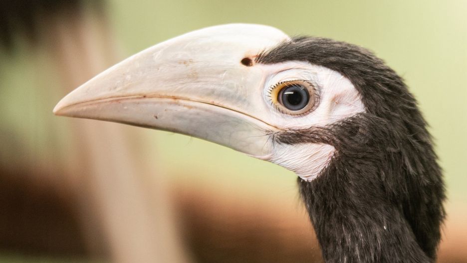 Wrocław. Światowa sensacja w zoo. Dzioborożce palawańskie tylko tu chcą się rozmnażać