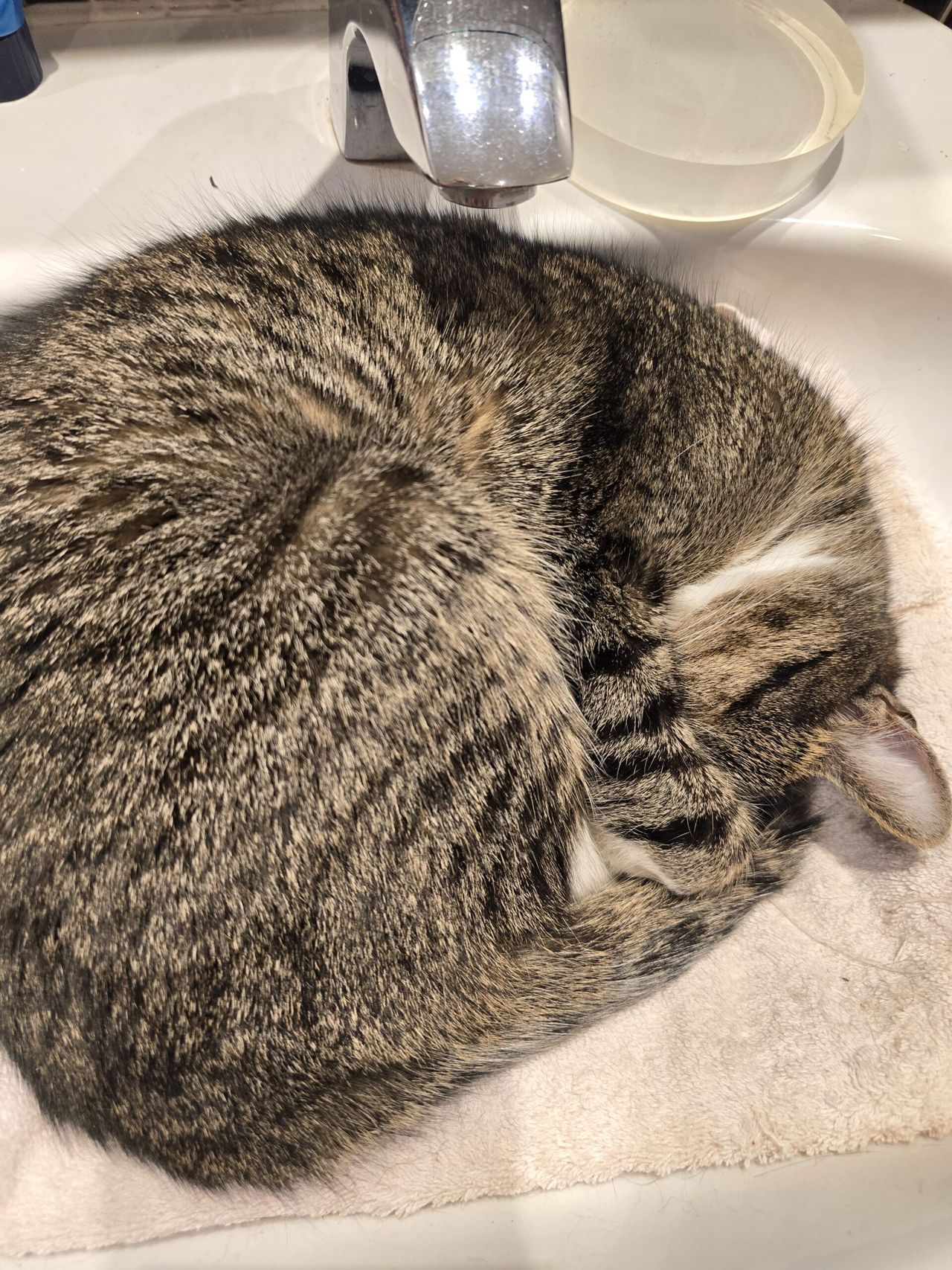 Kot cierpiący na alergię zazwyczaj nie prezentuje wszystkich objawów jednocześnie.