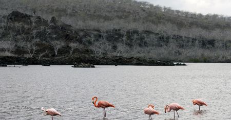 Galapagos. Leonardo DiCaprio przekaże miliony na ratowanie przyrody