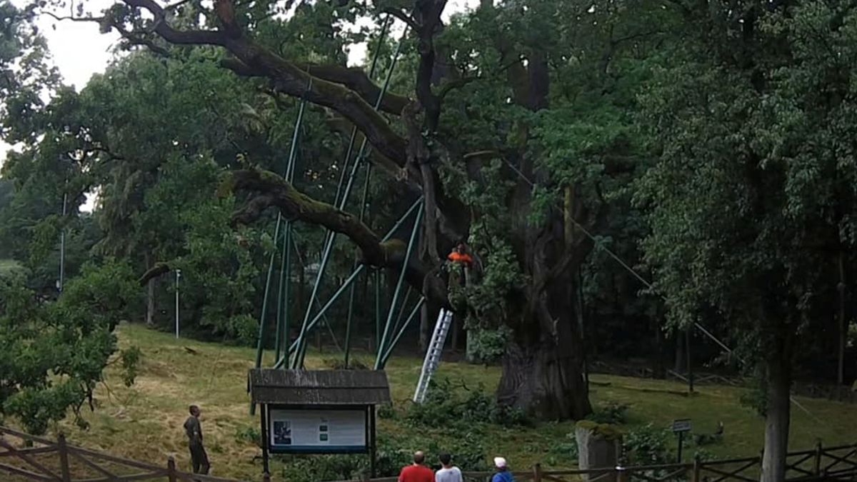 Dąb Bartek uszkodzony podczas nawałnic