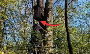 Leśnicy weszli na drzewa. Zajrzeli do budek. Nie jest dobrze