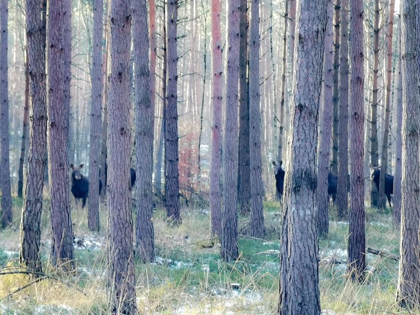 Zdjęcie z polskiego lasu. Widzisz to? Przyjrzyj się uważnie