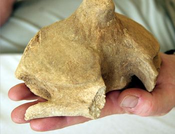 Dobra passa archeologów. Ponad 100 tys. zabytków na budowie drogi na Zamojszczyźnie