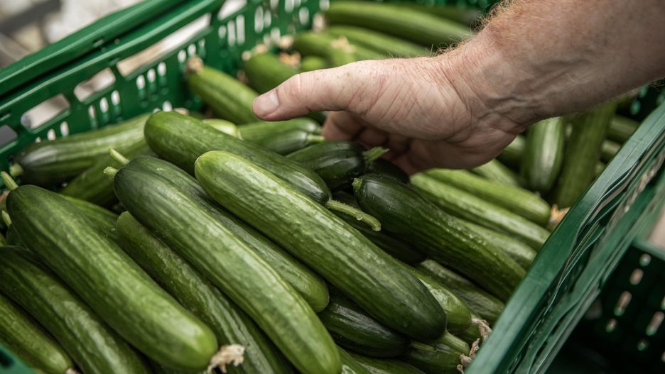 Trzykrotnie wyższe ceny ogórków