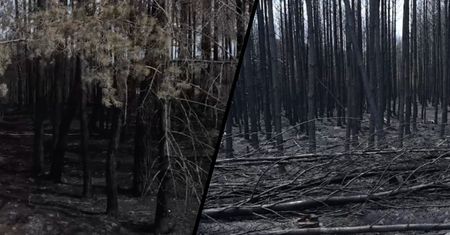 200 strażaków w akcji. Puszcza Solska dalej płonie