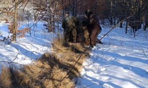 Straż leśna mówi, co robią ludzie zimą w lasach. Zdradzają ich ślady