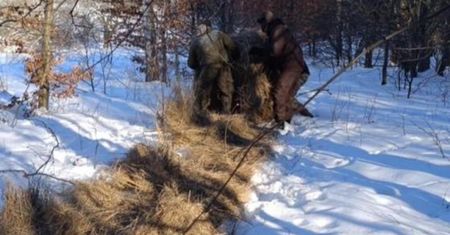 Straż leśna mówi, co robią ludzie zimą w lasach. Zdradzają ich ślady
