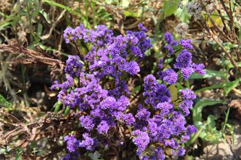 Wysiej w donicy już w marcu. Latem "odwdzięczy się" kwiatami