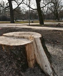 Nowe opłaty za wycinkę drzew. Wartość drzewa rosnącego na wsi będzie najmniejsza