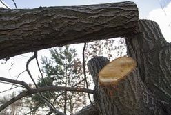 Nowelizacja Lex Szyszko. Oto, co się zmieni