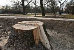 Nowe opłaty za wycinkę drzew. Wartość drzewa rosnącego na wsi będzie najmniejsza