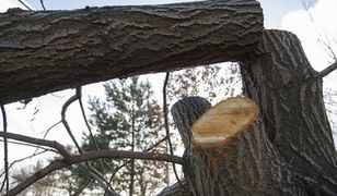 Nowelizacja Lex Szyszko. Oto, co się zmieni