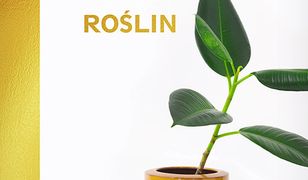 Jak nie zabić swoich roślin