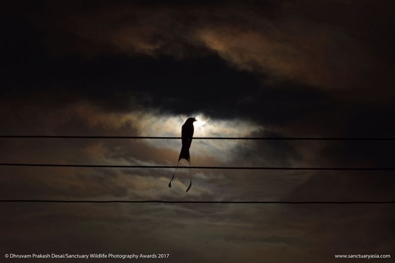 Mały słoń w płomieniach. Zdjęcie, które łamie serca, wygrało w konkursie Sanctuary Wildlife Photography Awards 2017 21