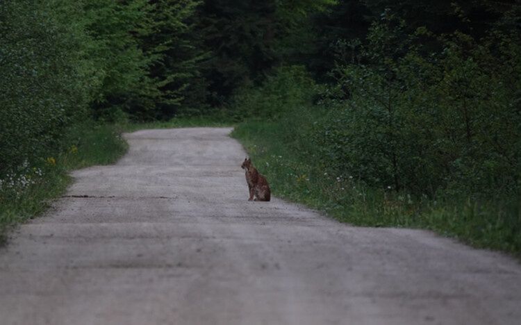 Rysi Las do wycięcia, Góry Słonne zdewastowane. Dlaczego Polska wciąż ignoruje wyrok TSUE?