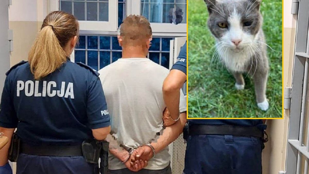 Mężczyzna kopnął częściowo niewidomego kota 