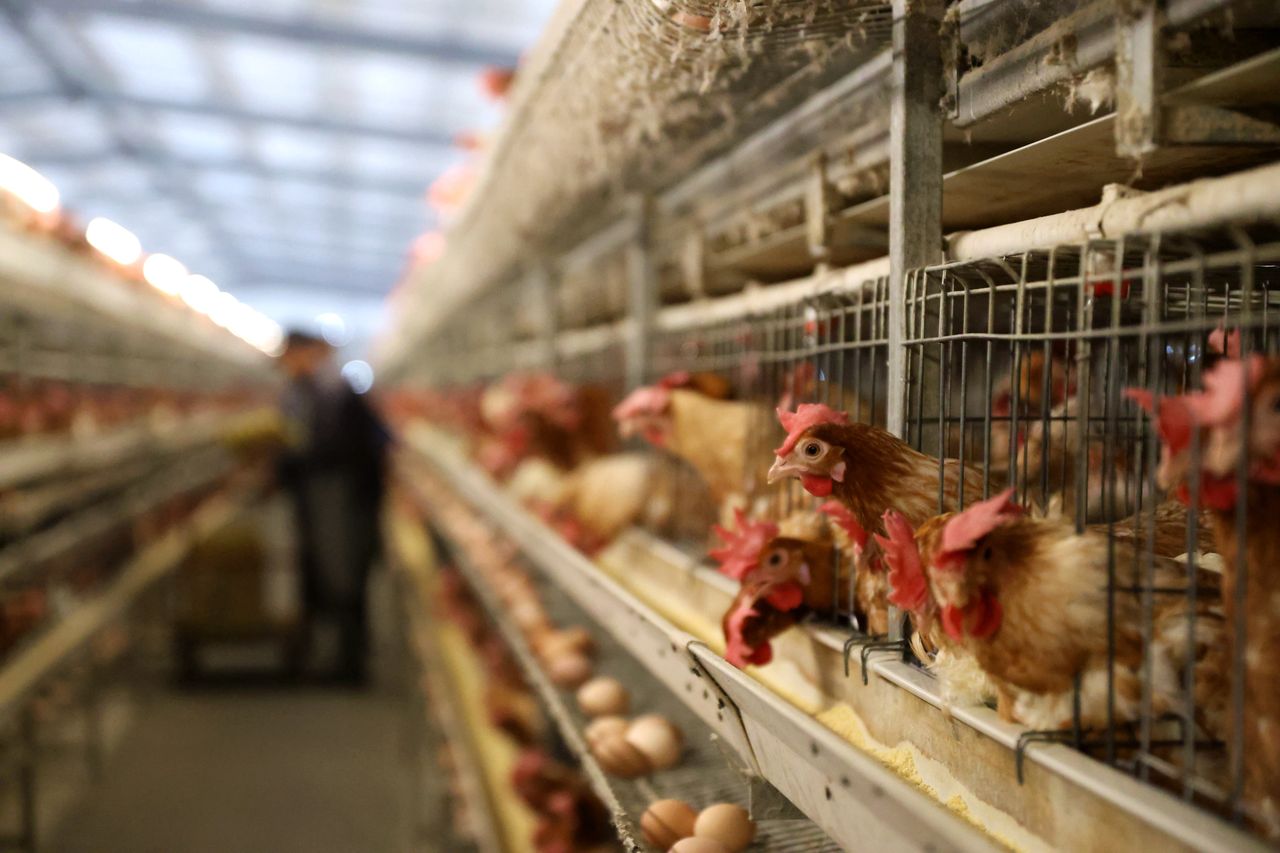 Chicken shortage hits Russia amid surging egg prices despite Putin's promises