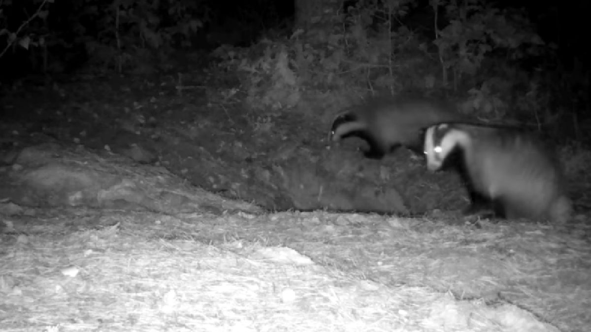 Borsuki są skłonne udać się na spoczynek tylko, jeśli w ich norach panuje wystarczająca czystość