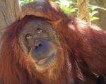 Urodziny najstarszego orangutana na świecie