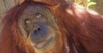 Zoo za darmo dla rudych, bo to zagrożony gatunek