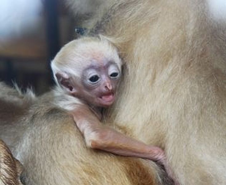 W zoo urodził się gibonek!