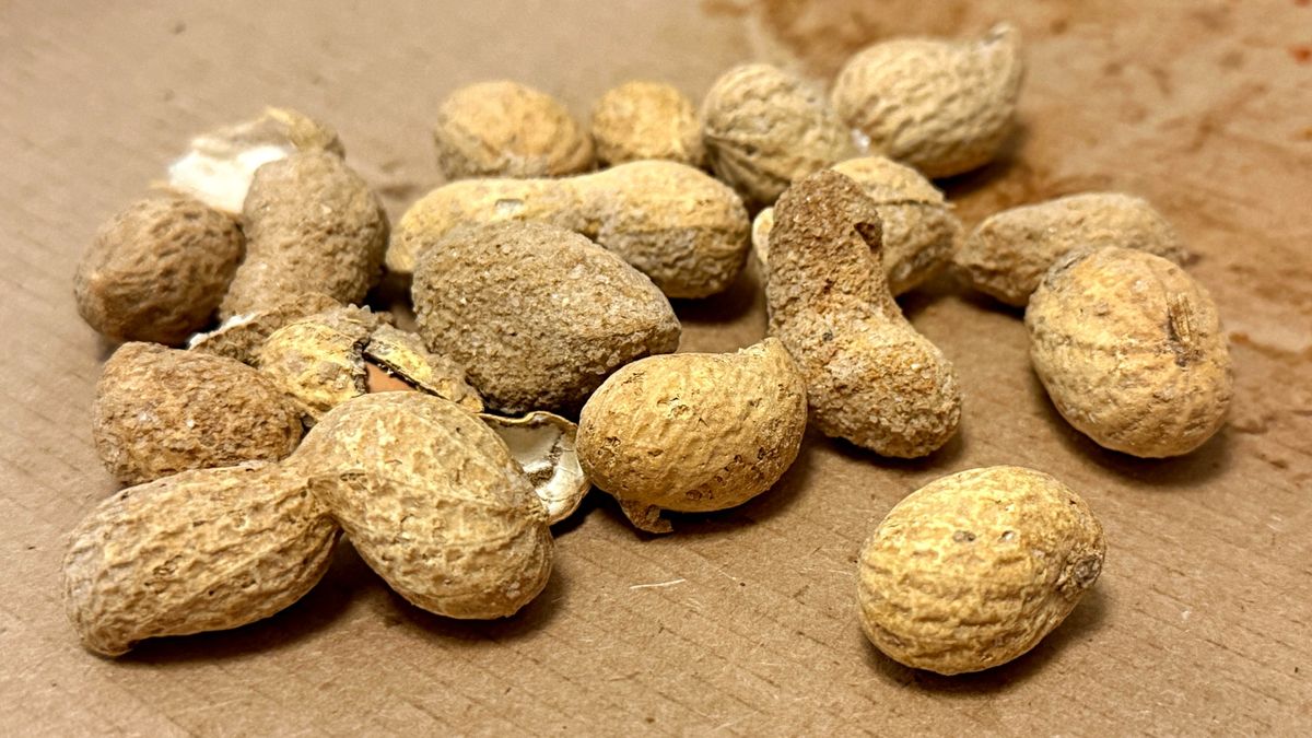 Fistaszki są czymś więcej niż zwykłą przekąską.