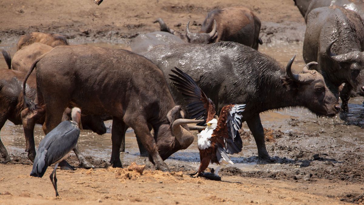 Zacięta walka orła i bawoła ujęta na zdjęciach 1