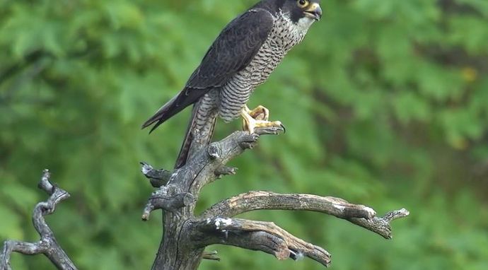 Najdziksze ostępy Europy