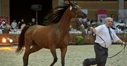 Aukcja koni arabskich. 440 tys. euro za klacz Ejrene