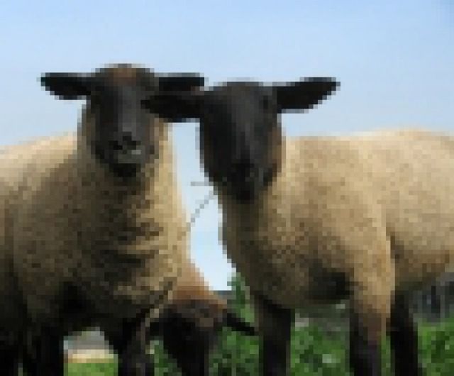Podwyżka cen owiec - ale nie w Polsce