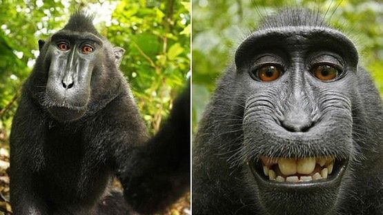 Małpka kradnie aparat i robi sobie autoportret 1