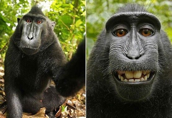 Małpka kradnie aparat i robi sobie autoportret
