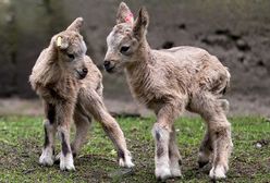 Nowi mieszkańcy zoo we Wrocławiu