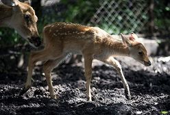 Młode barasingi w zoo we Wrocławiu