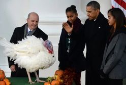 Barack Obama ułaskawił indyka z okazji Święta Dziękczynienia
