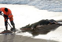 Makabryczne znalezisko