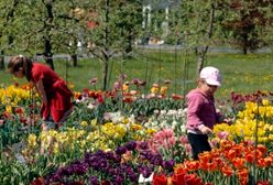 Wiosna przyjdzie już... w lutym?