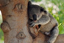 Dlaczego koala tulą się do drzew?